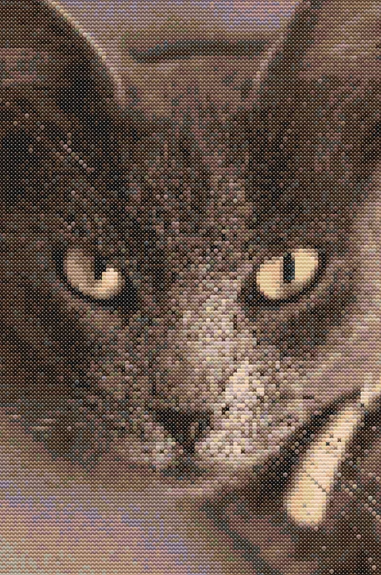 Схема вишивки мордочки коричневого кота