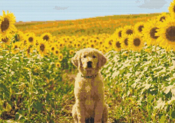 Cross-stitch pattern: "Golden retriever in sunflowers"